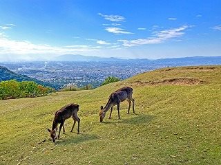 Wakakusa Hilltop Bus                    