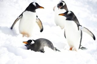 [Winter] Otaru, the Japan Heritage City & Shiroi Koibito Park (Excluding Multilingual Audio System)