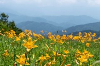 하쿠산 고산식물원 코스