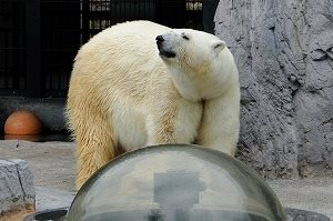 旭山動物園・白金青池快速巡遊路線